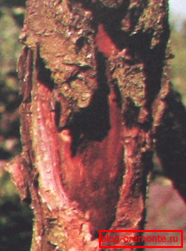 Enfermedad del arbol Enfermedad del arbol