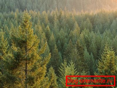 Fotos de bosque de coníferas - el principal proveedor de madera Fotos de bosque de coníferas - el principal proveedor de madera