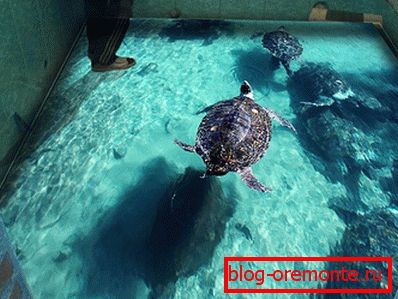 Parece que la tortuga es real.