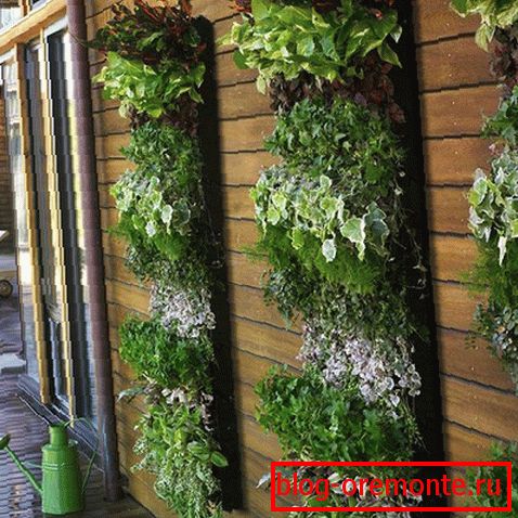 Plantas verticales